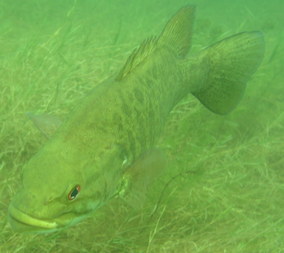 Lake Owen Bass